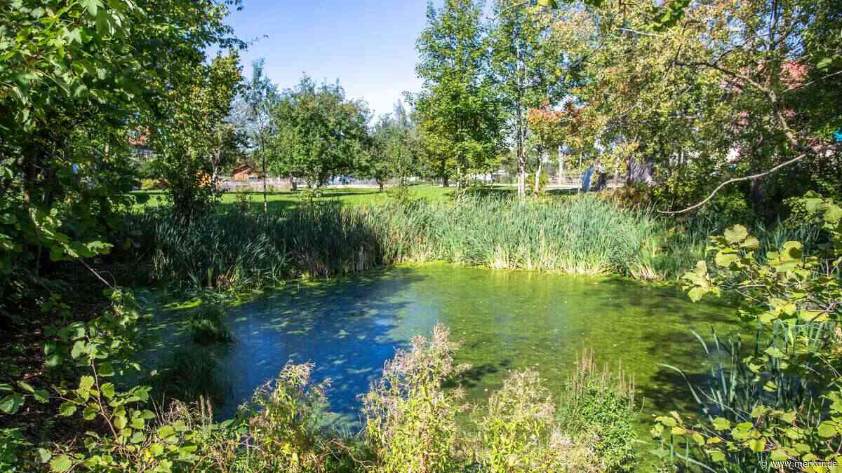 Noch in diesem Jahr: Dorfweiher in Sollach und Unterlaindern werden entkrautet