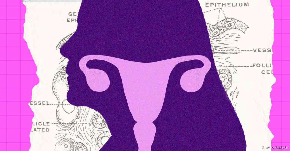 The Ovary Is Surprisingly Active After Menopause. Scientists Are Trying to Figure Out Why