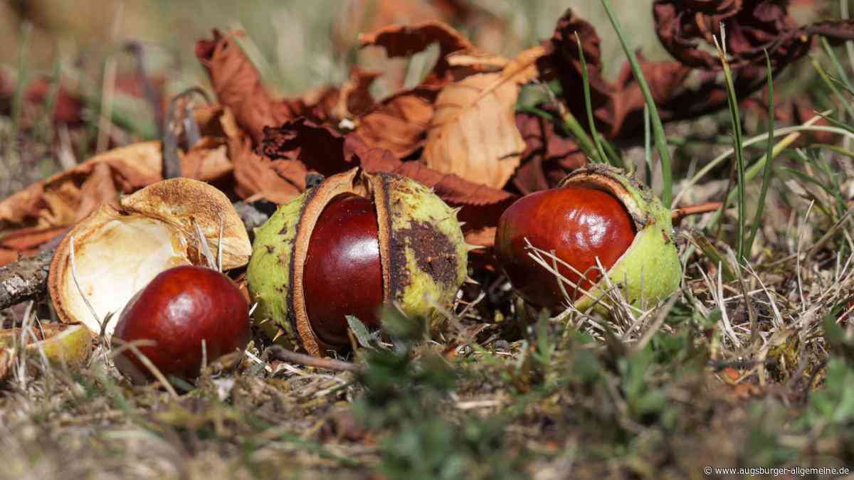 Forstamt kauft wieder Eicheln und Kastanien an