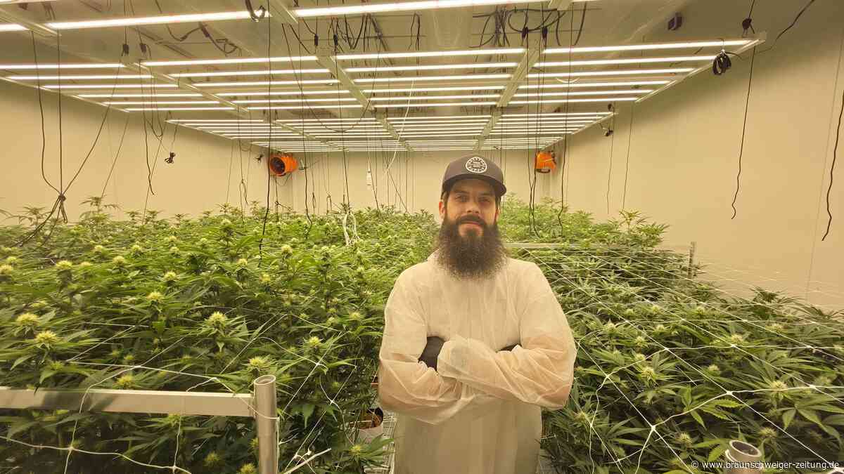 Zweiter Cannabis-Club öffnet in Wolfsburg: Hier gibt‘s legales Gras