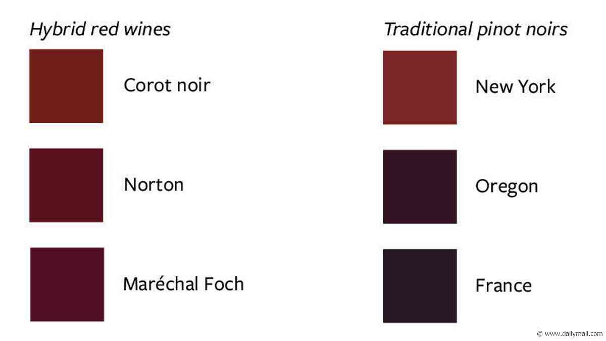 Sorry, wine snobs! Eco-friendly hybrid grapes score just as well as classic reds - despite long-standing doubts over their appearance