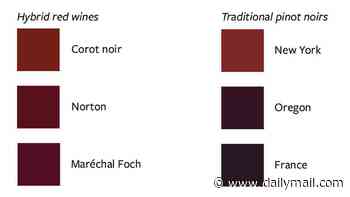 Sorry, wine snobs! Eco-friendly hybrid grapes score just as well as classic reds - despite long-standing doubts over their appearance