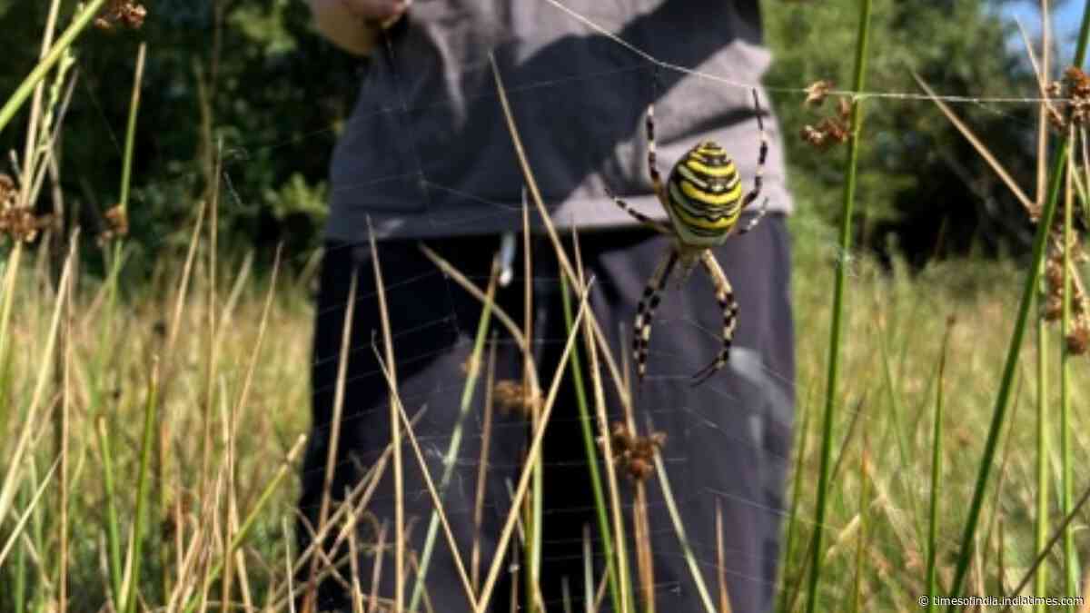 Wasp spider spotted in Cheshire for first time; Chester Zoo says species is moving north