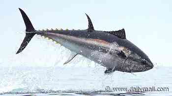 Incredible moment 7ft bluefin tuna leaps out of the sea as 'king of fish' stages comeback in British waters