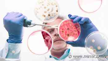 'Tumour‑eating' bacteria created that devour cancers from within