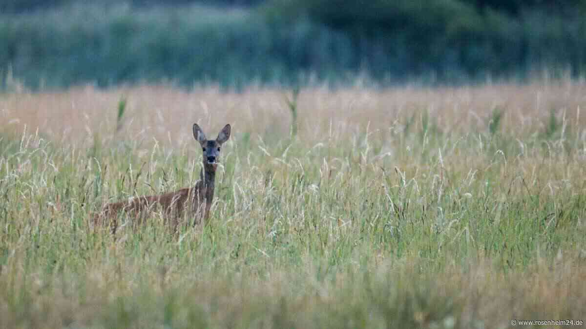 Jagdwilderei in Stephanskirchen? Reh offenbar von Hund gerissen