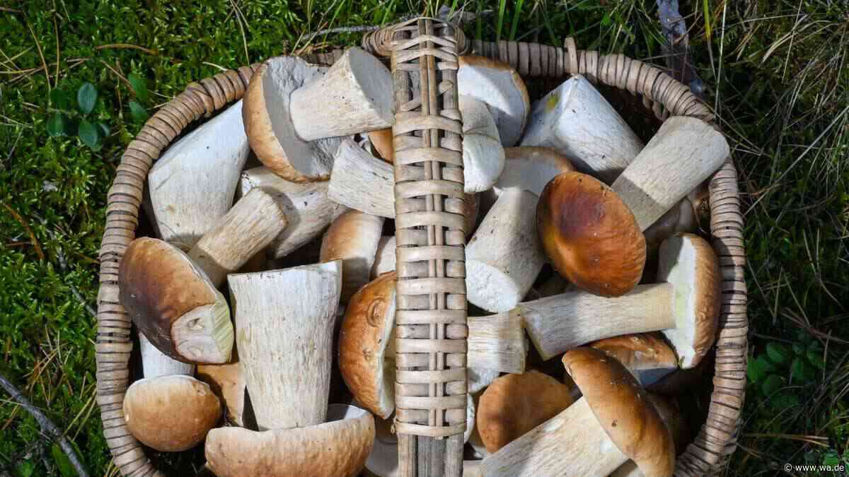 Steinpilz-Jagd mit tödlichem Risiko: Was Sammler jetzt dringend wissen müssen