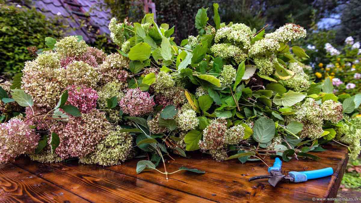 Gardener settles debate on if you should ever prune hydrangeas in September