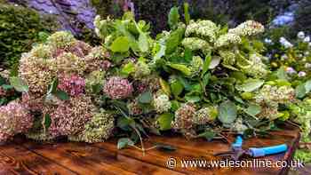Gardener settles debate on if you should ever prune hydrangeas in September