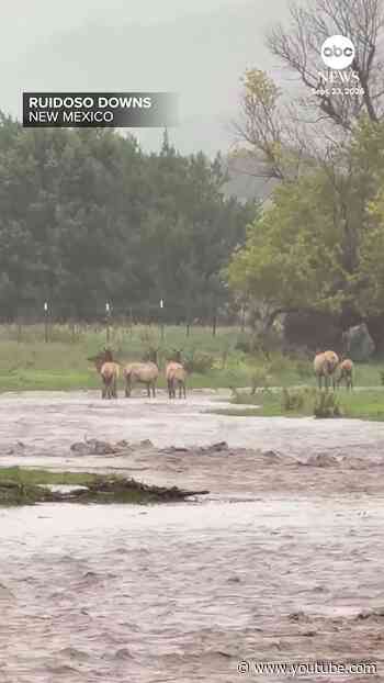 Elk herd attempts to cross river in New Mexico
