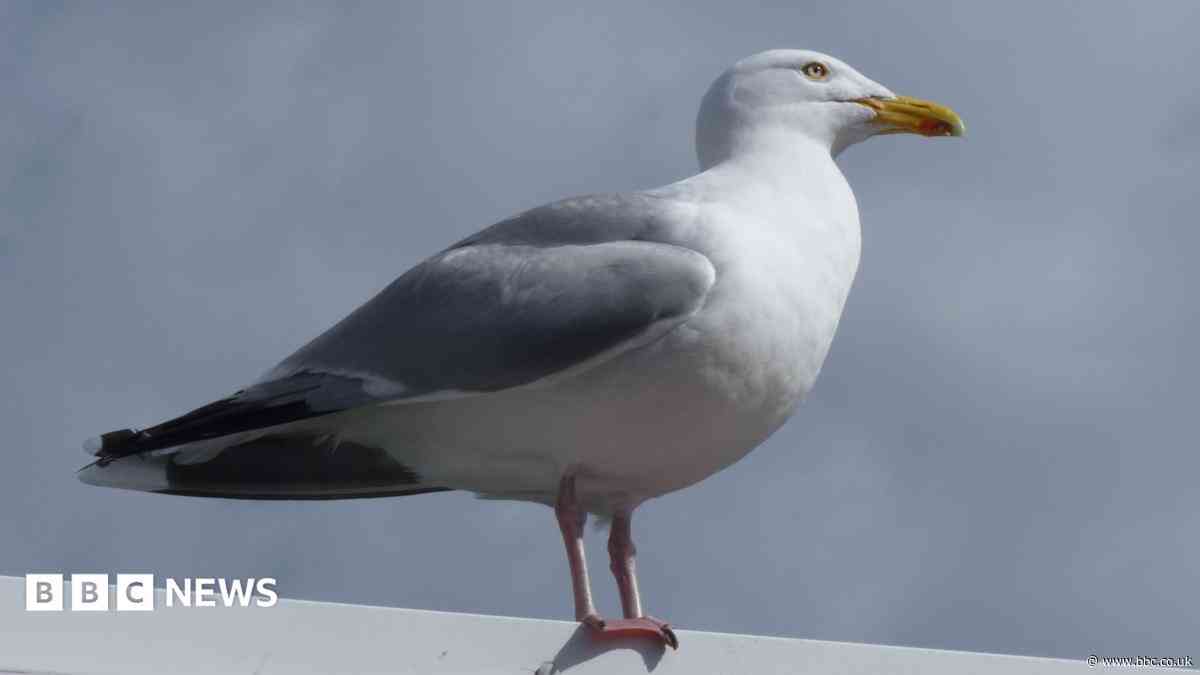 Nesting seagulls delay reopening of library