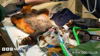 Edinburgh Zoo's red panda goes to the vet for toothache