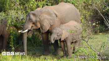 Elephants use medicinal plants to treat themselves, researchers find