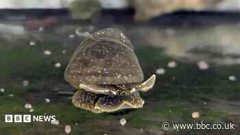 Rare snails lay eggs during car journey to zoo