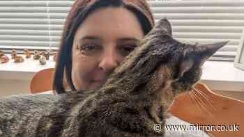 Police investigation after missing cat's severed tail posted through letterbox