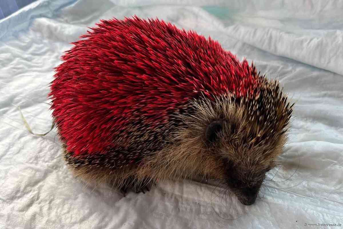 Tierquäler sprühen Igel in Sachsen mit Farbe voll: „Pinkie“ verliert Kampf um sein Leben
