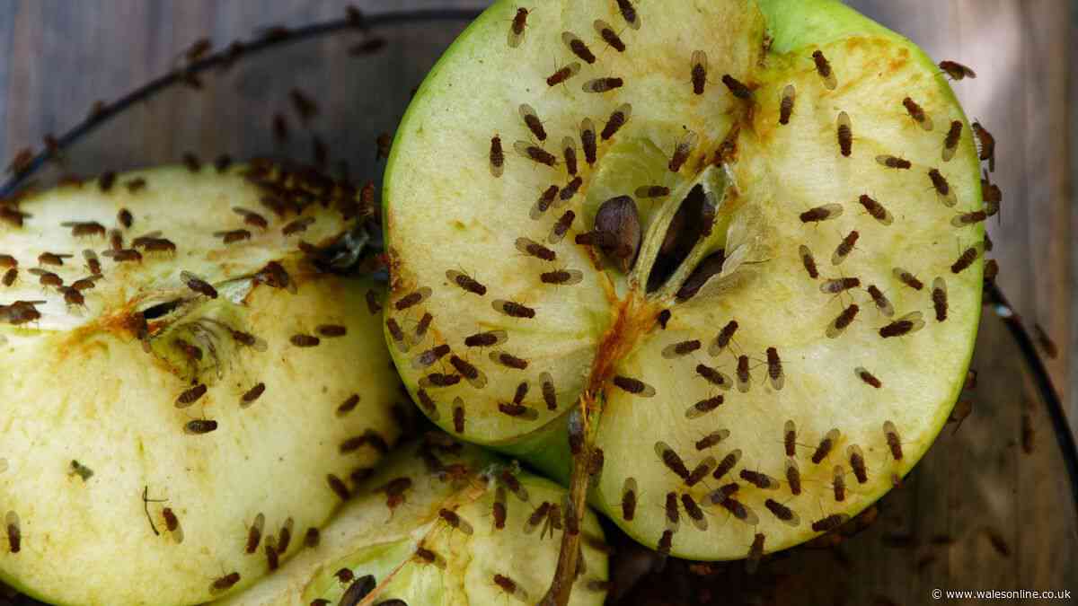Banish fruit flies with simple trick using something already in your garden