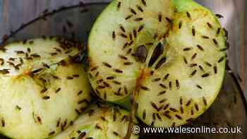 Banish fruit flies with simple trick using something already in your garden