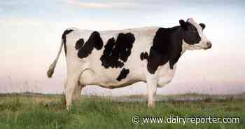 Supply chain pressures are testing dairy’s resilience