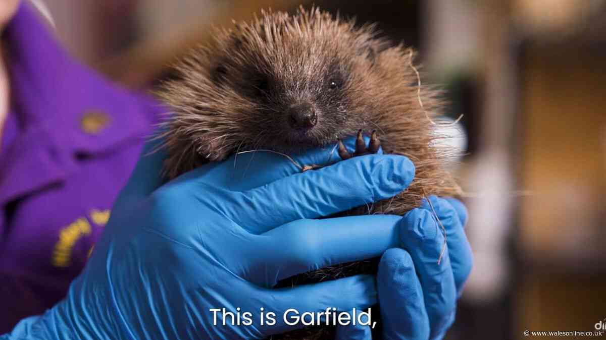 Hedgehogs 'vulnerable to extinction' but making 1 small garden change can help them