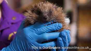 Hedgehogs 'vulnerable to extinction' but making 1 small garden change can help them