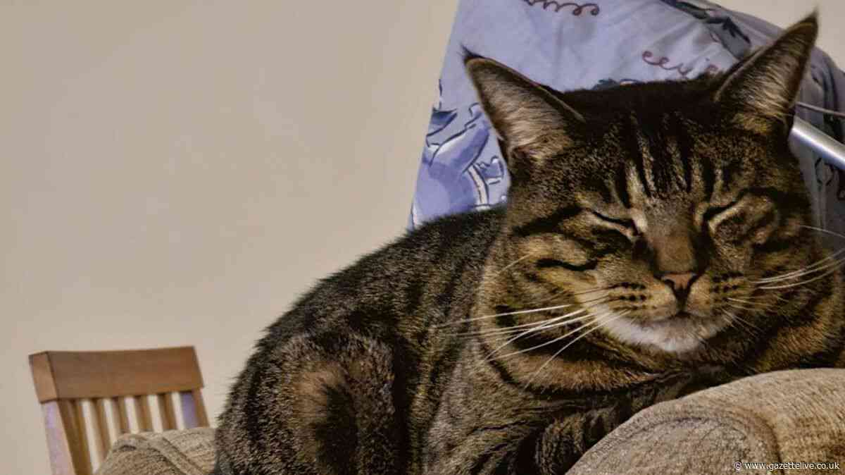 Couple 'living in fear' after missing cat's severed tail posted through letterbox