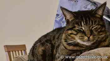 Couple 'living in fear' after missing cat's severed tail posted through letterbox