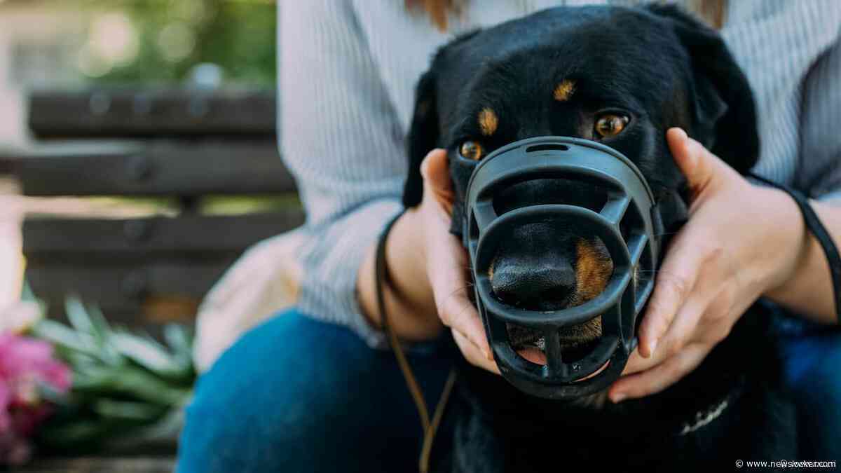 Minister onderzoekt verplichte gedragscursus voor baasjes met bijtgrage hond