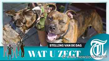 Lezers: ’Snel een verbod op bijthonden zoals pitbulls’