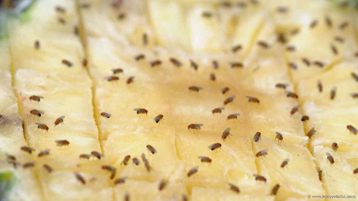 Banish fruit flies with simple lawn trick as expert issues warning