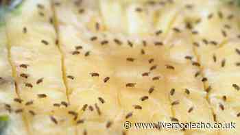 Banish fruit flies with simple lawn trick as expert issues warning