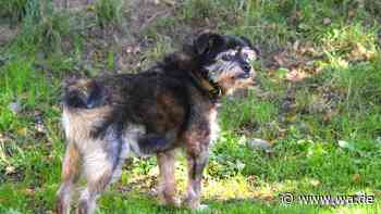 Verwunderung im Tierheim: Seniorhund wurde wohl über den Zaun geworfen