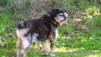 Verwunderung im Tierheim: Seniorhund wurde wohl über den Zaun geworfen