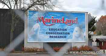 Marineland dolphin dies at Spain aquarium in latest death after rescue