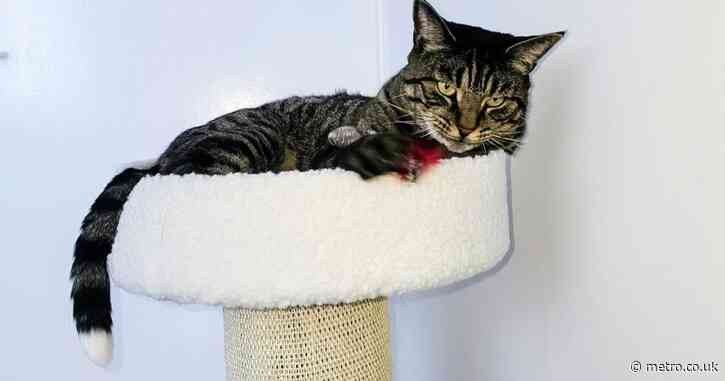 Missing cat’s severed tail is posted through owner’s letterbox