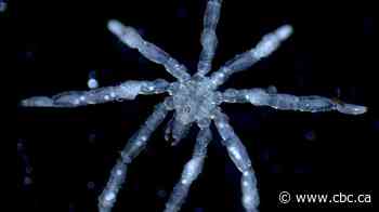 Red-eyed, parasitic, hairy-legged sea spiders of the Salish Sea go under the microscope in Vancouver