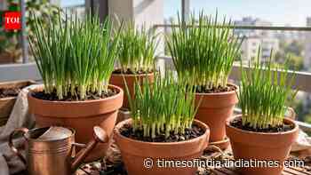 6 simple tips to grow onions at home in pots, containers, and small garden spaces