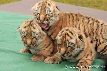 Tigerbabys im Leipziger Zoo getötet: Warum Direktor und Tierarzt nicht angeklagt werden