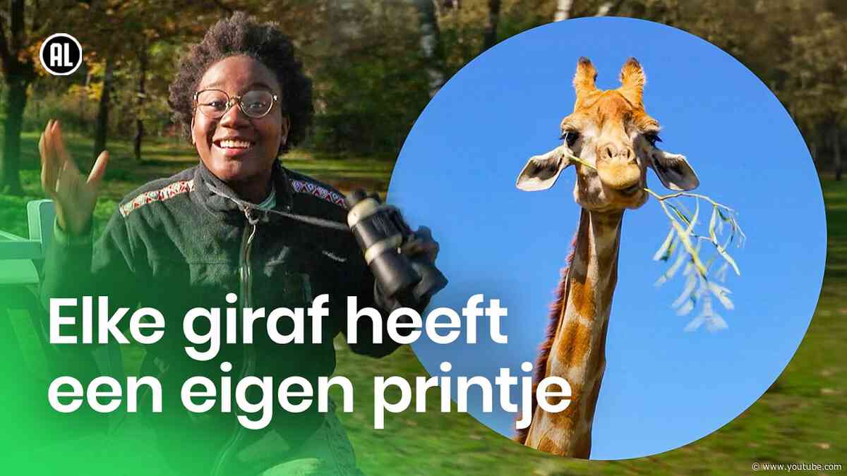 Alles over de giraf