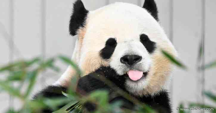 China's Xi says they will send 2 giant pandas to Zoo Atlanta, calling them "envoy of friendship"