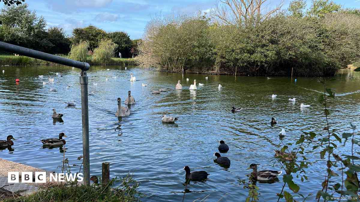 Concern grows over catapult attacks after bird deaths