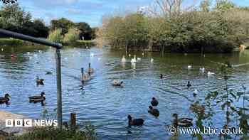 Concern grows over catapult attacks after bird deaths