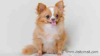 The smaller the dog...the happier the owner