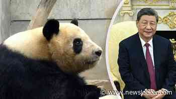 Xi geeft twee reuzenpanda's aan de VS, moet verbeterde relatie symboliseren