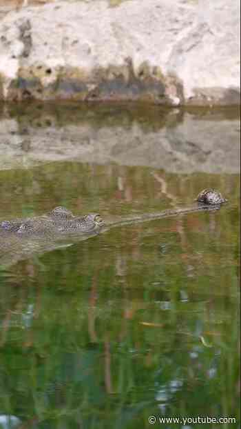 The snout-standing gharial 🐊