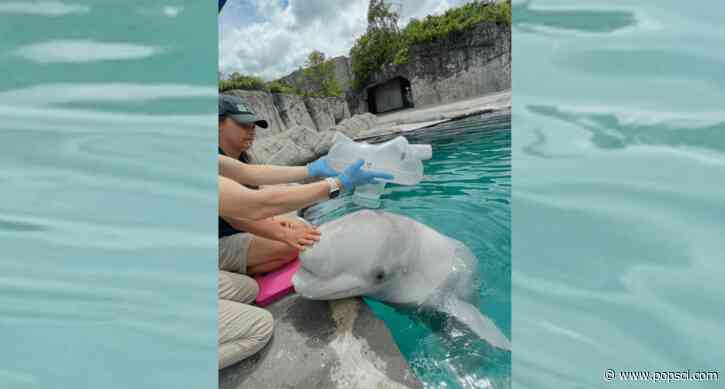 Blowhole nebulizer helps cure beluga whale’s pneumonia