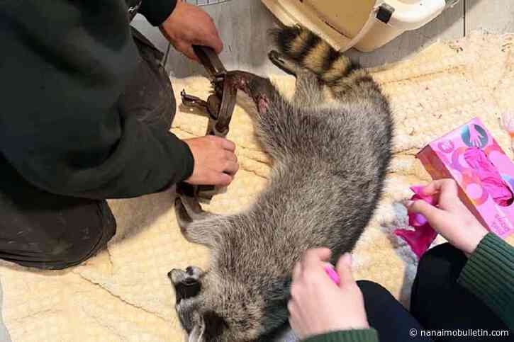 $1,000 reward for person who trapped Langley raccoon