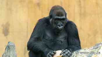 Calgary Zoo announces pregnancy of Dossi, an endangered western lowland gorilla