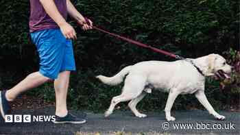 Ministers reject dog ownership licence scheme