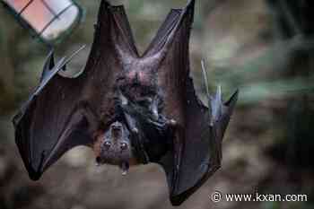 Bat found in Cedar Park tests positive for rabies